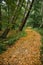 Curved footpath in a forest covered in golden leaves. Shot vertically