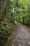 Curved forest gravel road in forest