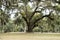 Curved Giant Live Oak Tree with Spanish Moss