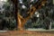 Curved Giant Live Oak Tree with Spanish Moss