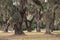 Curved Giant Live Oak Tree with Spanish Moss