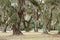 Curved Giant Live Oak Tree with Spanish Moss,