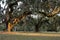 Curved Giant Live Oak Tree with Spanish Moss,