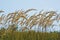 Curved grass with yellow spike-lets in field