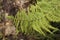 Curved green fern in the forest
