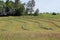 Curved hay rows