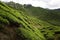 Curved hills of tea plantations