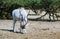 Curved horned antelope Addax Addax nasomaculatus