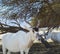 Curved horned antelope Addax Addax nasomaculatus