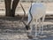 The curved horned antelope Addax (Addax nasomaculatus)