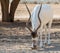 Curved horned antelope Addax (Addax nasomaculatus)