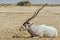 Curved horned antelope Addax (Addax nasomaculatus)