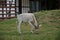 The curved horned antelopes Addax Addax nasomaculatus