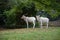 The curved horned antelopes Addax Addax nasomaculatus