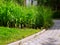 Curved interlocking stone garden path with bright green lush reed like plants