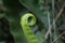 A curved large bird\\\'s nest fern leaf releasing from spiral stage