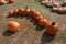 Curved line from orange ripe pumpkins in different sizes decoration laying on grass ground