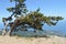 A curved lone pine tree on top of a mountain, against a wooded hill and city below. The concept of ecosystem conservation