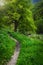 Curved narrow hiking pathway in the flowery green forest