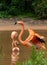 Curved neck-Flamingo at the side of the pond-Phoenicopteridae