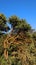 Curved oak tree in the mountains covered with orange lichen against the blue sky, intertwining branches, Ilex rotundifolia