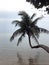 curved palm tree against the sea on the coast