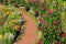 Curved path in the colorful garden, with flowers