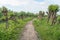 Curved path in the Dutch National Park Biesbosch