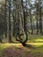 Curved pine forest, mystical pine forest, Curonian Spit