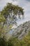 Curved pine and hillside in the background. Landscape in Goynuk Canyon