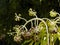 Curved plants ends focused against dark green background