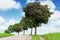 Curved road, green field, blue sky and trees. Travel, journey and countryside concept