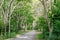 Curved road in wild forest of evergreen trees on tropical island