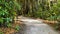 A curved rock walking trail through a tropical botanical garden