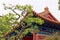 Curved roofs in traditional Chinese style with figures and colorful patterns. in front of the building is a curved tree