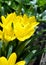 Curved row of yellow blossoms of crocuses Colchicum autumnale on a meadow in the