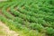 Curved rows of green soybean crops growing