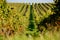 Curved rows of vineyards in PÃ¡lava region