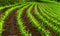 Curved rows of young corn plants