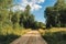 A curved sandy road with tread marks in a green forest. Summer sunny day in the forest. Nature landscape background