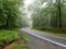 Curved smooth road with bright yellow and white markings on grey asphalt in green summer forest