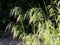 Curved spikelets of Drooping brome or cheatgrass