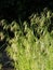 Curved spikelets of Drooping brome or cheatgrass