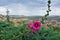 Curved stem, buds and bright pink mallow flowers against the background of the landscape of Cappadocia.