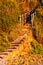 Curved stone stairs with wooden railings on Cala Violina beach surrounded by green forest