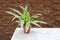 Curved striped evergreen leaves pattern of Spide ivy, Spider plant, Airplane plant on natural light background