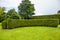 Curved thuja hedge in a garden.