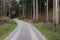 Curved to the left and right forest road with gravel in cloudy sky in the daytime, green forest with sick trees in the evening
