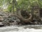 Curved tree on the bank of a mountain river.