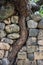 Curved tree grows in stone wall